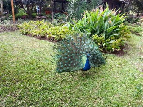 animal
