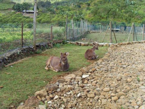 animal farm