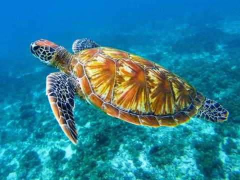 turtle