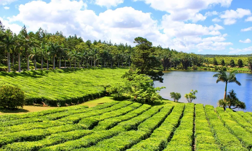 tea plantation