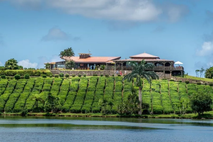 tea plantation