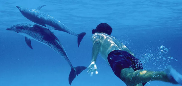 dolphin swim