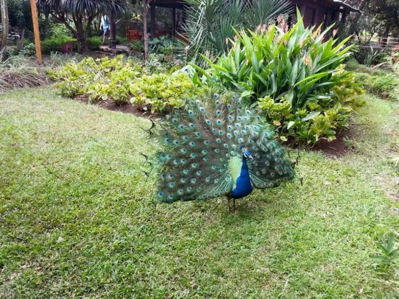 animal