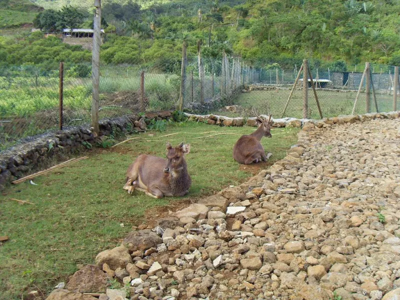 animal farm